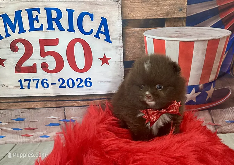 River  – Pomeranian puppy for sale in Lyons, GA