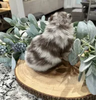 Bodhi, a male Pomeranian for sale in Lyons, GA – 2 of 4