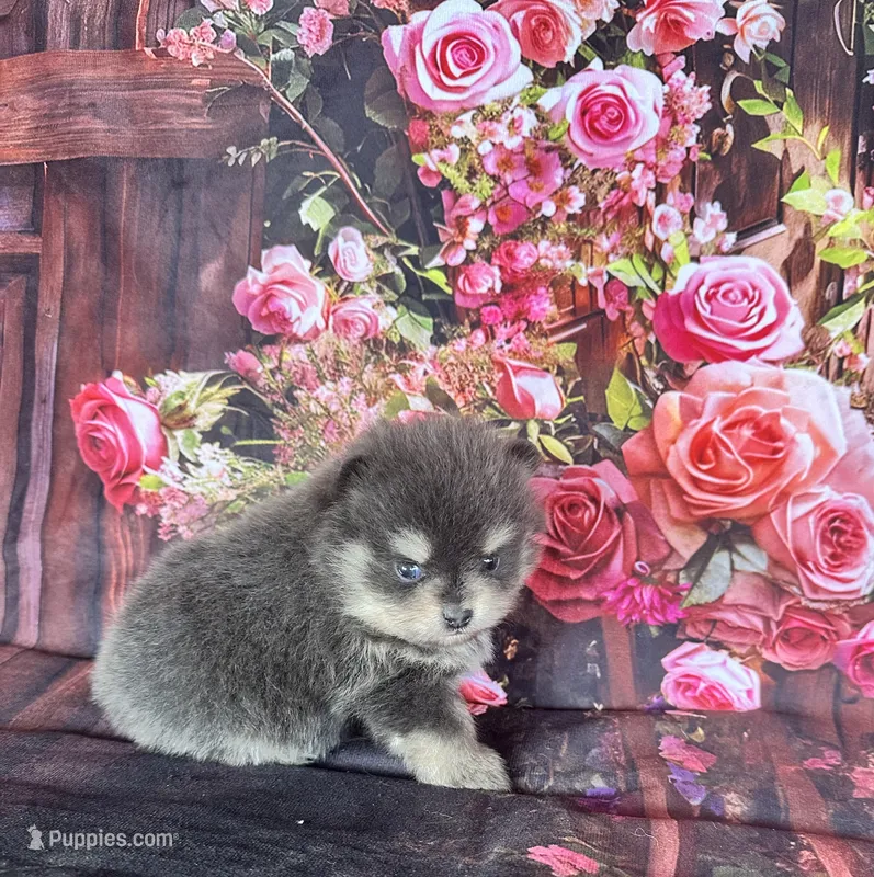 Stella – Pomeranian puppy for sale in Lyons, GA
