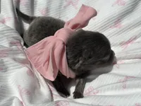 Lanie, a female Pomeranian for sale in Lyons, GA – Photo 3 of 5