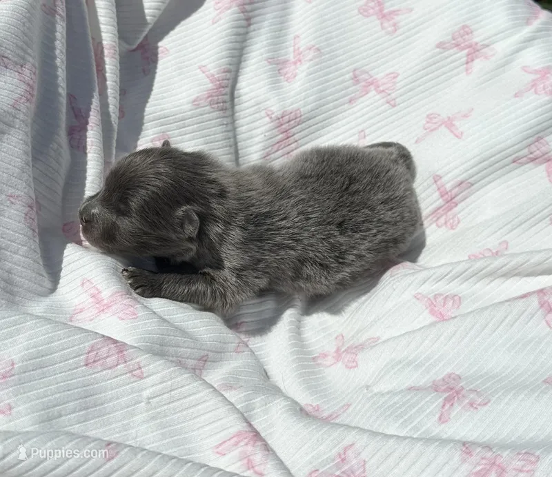 Lanie – Pomeranian puppy for sale in Lyons, GA