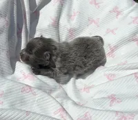 Lanie, a female Pomeranian for sale in Lyons, GA – Photo 1 of 5