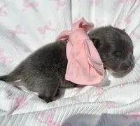 Lanie, a female Pomeranian for sale in Lyons, GA – Photo 4 of 5