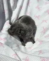 Lanie, a female Pomeranian for sale in Lyons, GA – Photo 2 of 5