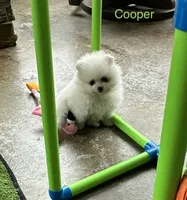 Cooper, a male Pomeranian for sale in Lyons, GA – 2 of 4
