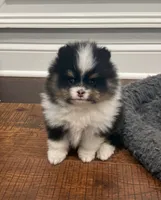 Gracey, a female Pomeranian for sale in Lyons, GA – Photo 2 of 4