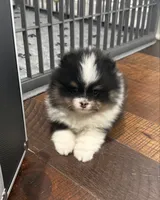 Gracey, a female Pomeranian for sale in Lyons, GA – Photo 4 of 4