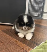 Gracey, a female Pomeranian for sale in Lyons, GA – Photo 1 of 4