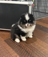 Gracey, a female Pomeranian for sale in Lyons, GA – Photo 3 of 4