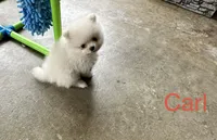 Carl, a male Pomeranian for sale in Lyons, GA – 4 of 8