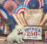 Carl, a male Pomeranian for sale in Lyons, GA – 1 of 10