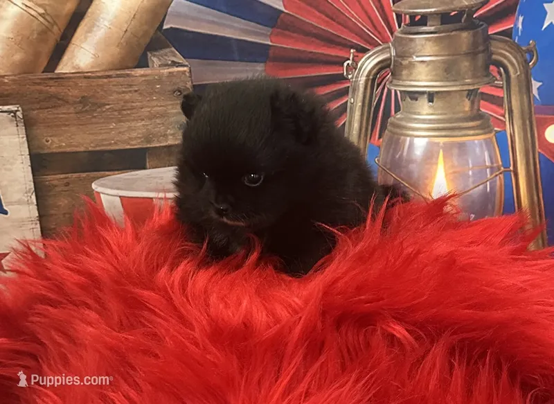 Yoda – Pomeranian puppy for sale in Lyons, GA