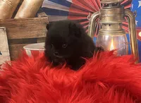 Yoda, a male Pomeranian for sale in Lyons, GA – 1 of 7