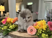 Evie Grace, a female Pomeranian for sale in Lyons, GA – 4 of 4