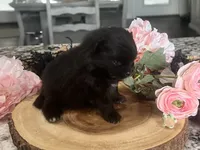 Wren, a female Pomeranian for sale in Lyons, GA – 2 of 3