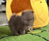 Rudy, a male Pomeranian for sale in Lyons, GA – 2 of 7