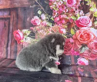 Stella, a female Pomeranian for sale in Lyons, GA – 5 of 10