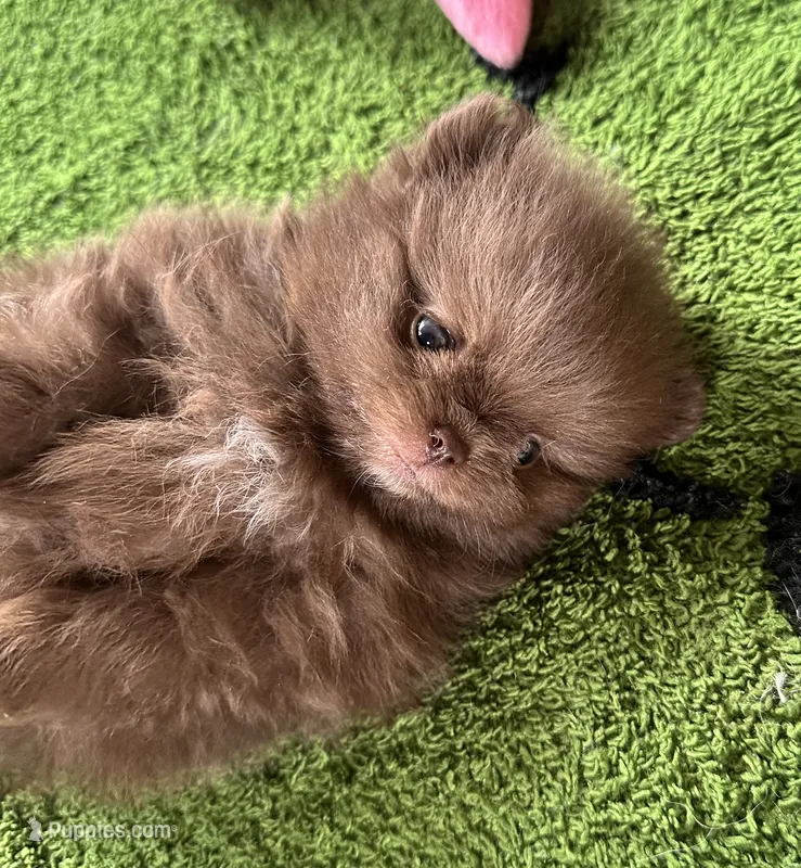 Rudy – Pomeranian puppy for sale in Lyons, GA