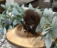River , a male Pomeranian for sale in Lyons, GA – 2 of 5