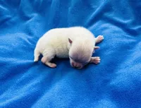 Carl, a male Pomeranian for sale in Lyons, GA – Photo 3 of 3