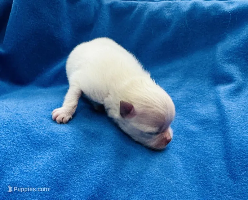 Carl – Pomeranian puppy for sale in Lyons, GA