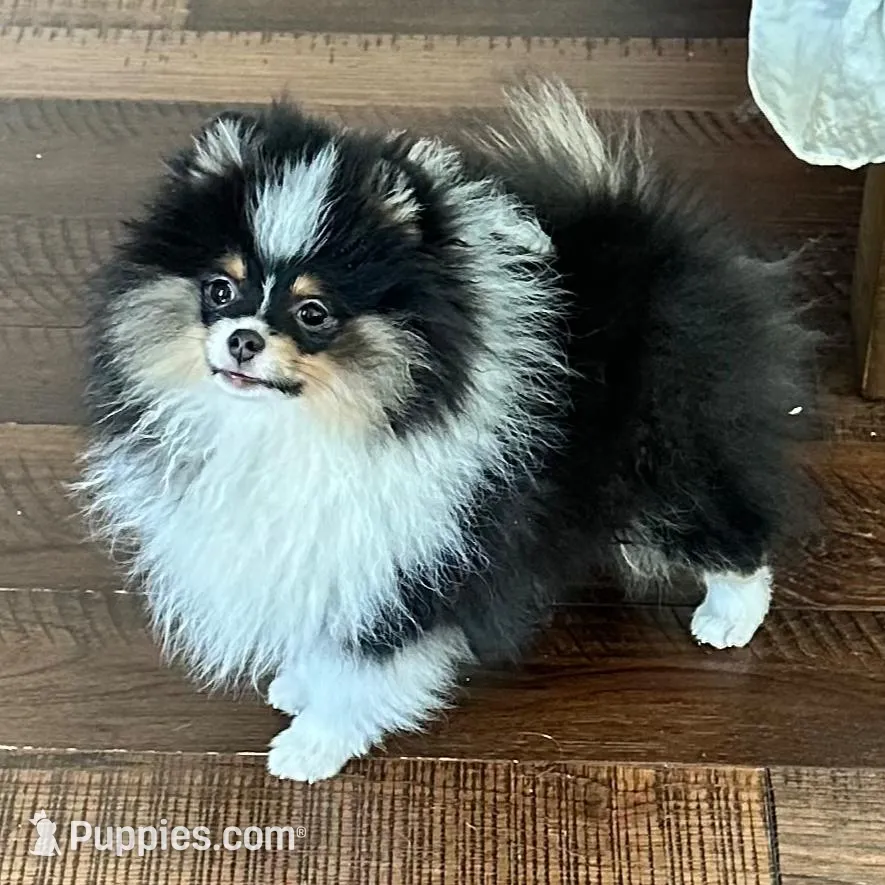 Gracey – Pomeranian puppy for sale in Lyons, GA