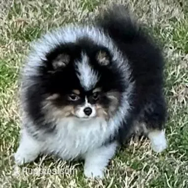 Gracey, a female Pomeranian for sale in Lyons, GA – Photo 3 of 7