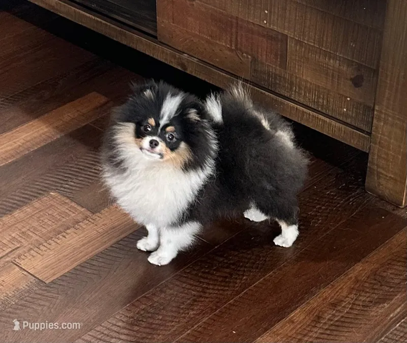 Gracey – Pomeranian puppy for sale in Lyons, GA