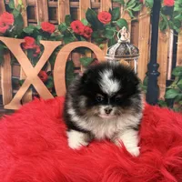 Gracey, a female Pomeranian for sale in Lyons, GA – Photo 8 of 8