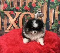 Gracey, a female Pomeranian for sale in Lyons, GA – Photo 7 of 7