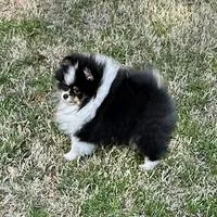 Gracey, a female Pomeranian for sale in Lyons, GA – Photo 5 of 8