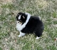 Gracey, a female Pomeranian for sale in Lyons, GA – Photo 1 of 7