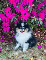 Gracey, a female Pomeranian for sale in Lyons, GA – Photo 2 of 8