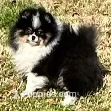 Gracey, a female Pomeranian for sale in Lyons, GA – Photo 2 of 7