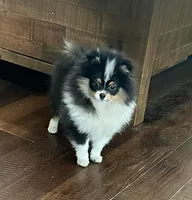 Gracey, a female Pomeranian for sale in Lyons, GA – Photo 2 of 10