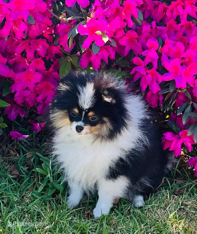 Gracey – Pomeranian puppy for sale in Lyons, GA