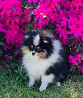 Gracey, a female Pomeranian for sale in Lyons, GA – Photo 1 of 8