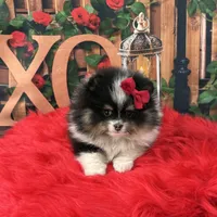 Gracey, a female Pomeranian for sale in Lyons, GA – Photo 7 of 8