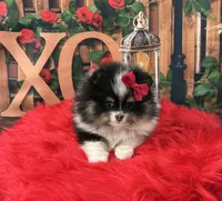 Gracey, a female Pomeranian for sale in Lyons, GA – Photo 6 of 7