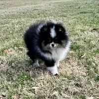 Gracey, a female Pomeranian for sale in Lyons, GA – Photo 4 of 8