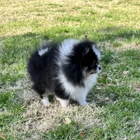 Gracey, a female Pomeranian for sale in Lyons, GA – Photo 6 of 8