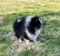 Gracey, a female Pomeranian for sale in Lyons, GA – Photo 5 of 7