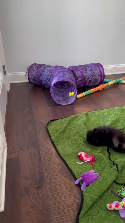 Reid, a male Pomeranian for sale in Lyons, GA – 10 of 10