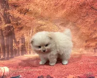 Ike, a male Pomeranian for sale in Lyons, GA – 3 of 5