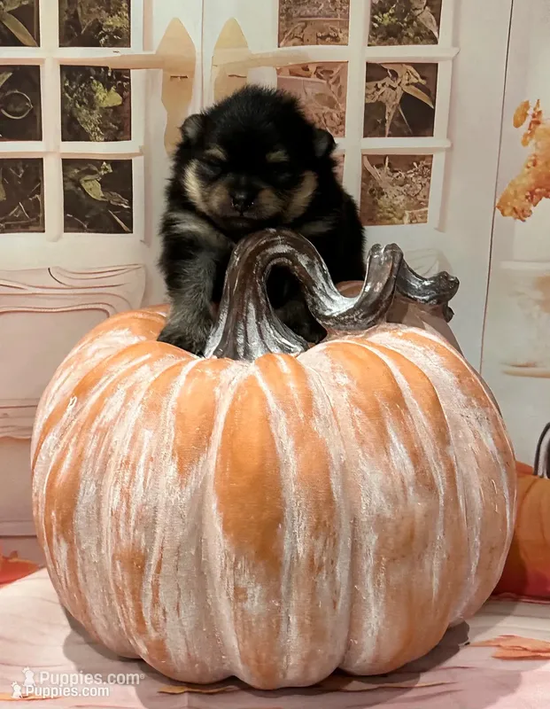 Iggy  – Pomeranian puppy for sale in Lyons, GA
