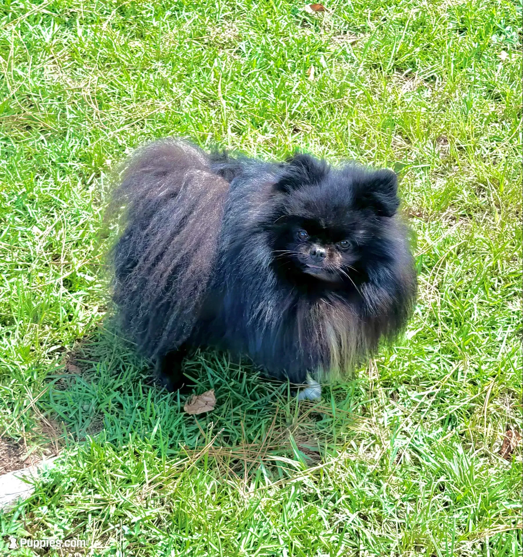 Murphy, a male Pomeranian for sale in Lyons, GA – 2 of 4