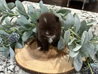 River , a male Pomeranian for sale in Lyons, GA – 4 of 5