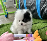 Riker , a male Pomeranian for sale in Lyons, GA – 2 of 8
