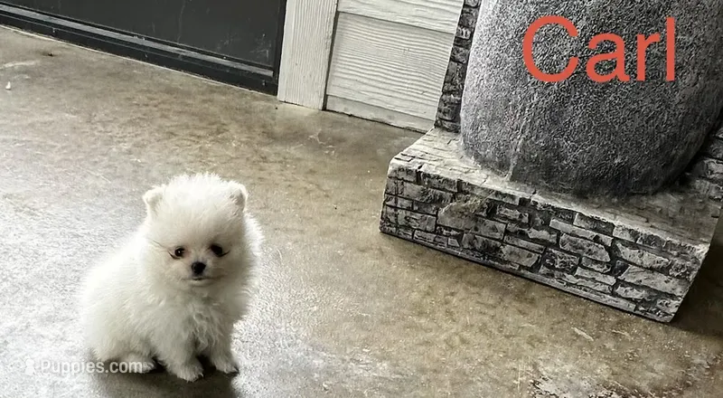 Carl – Pomeranian puppy for sale in Lyons, GA