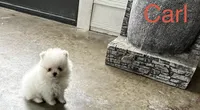 Carl, a male Pomeranian for sale in Lyons, GA – 1 of 8